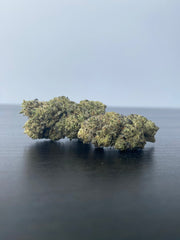 CBD Gelato indoor afbeelding 2